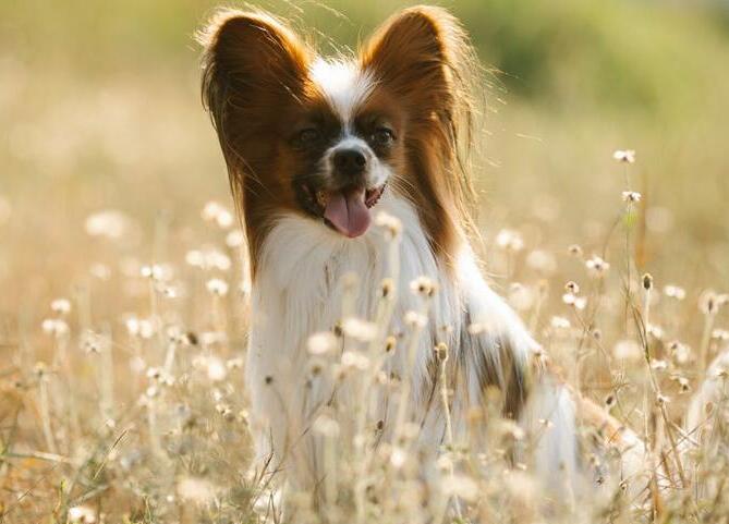 How to Reduce the Environmental Impact of Your Pets